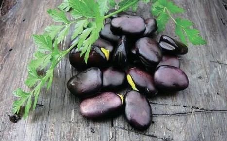 Уникальные русские черные бобы: история и польза для здоровья