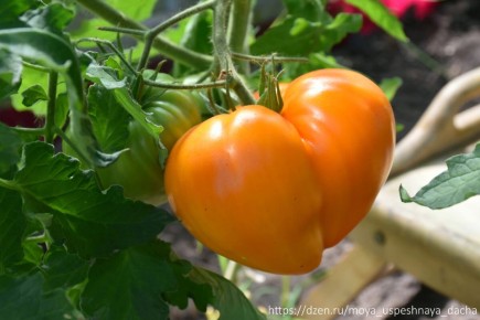 ����� ������ �������� �������� F1�: �������� � ���������, ��������� ��� ���������