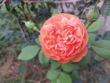 ��� ��������� �� ����: ������� ������� ��������� � ������� �� ������� �������