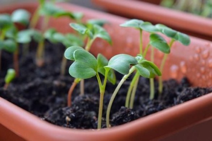 Кризис семян: растущее предложение, но потребители недовольны