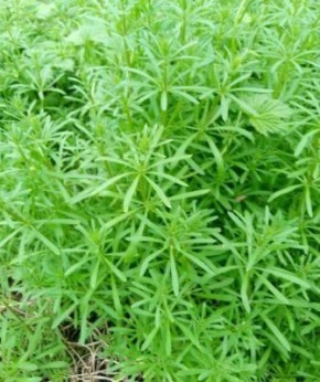 Полезные свойства подмаренника цепкого: мифы и реальность