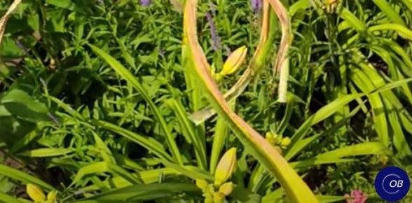 ������� ���������� ������� ����������