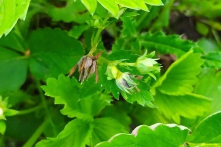 Как защитить клубнику от долгоносика: советы по весенней обработке