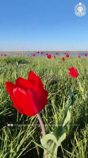 Доброе утро, Калмыкия!. Пусть утро задаст тон всей неделе – лёгкой, радостной и плодотворной!