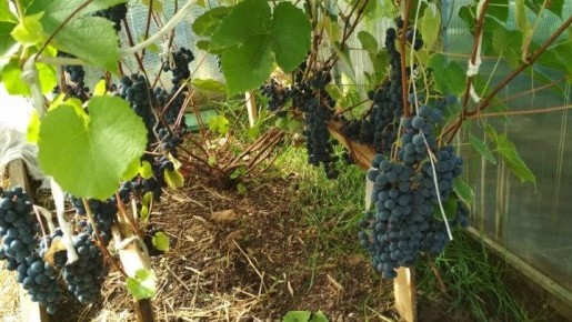 ��� ������������ ���������� ����������� ������ ��������� �� 45 ����������� � �����