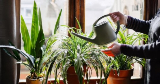 Зимний полив комнатных растений: ошибки, которых стоит избежать