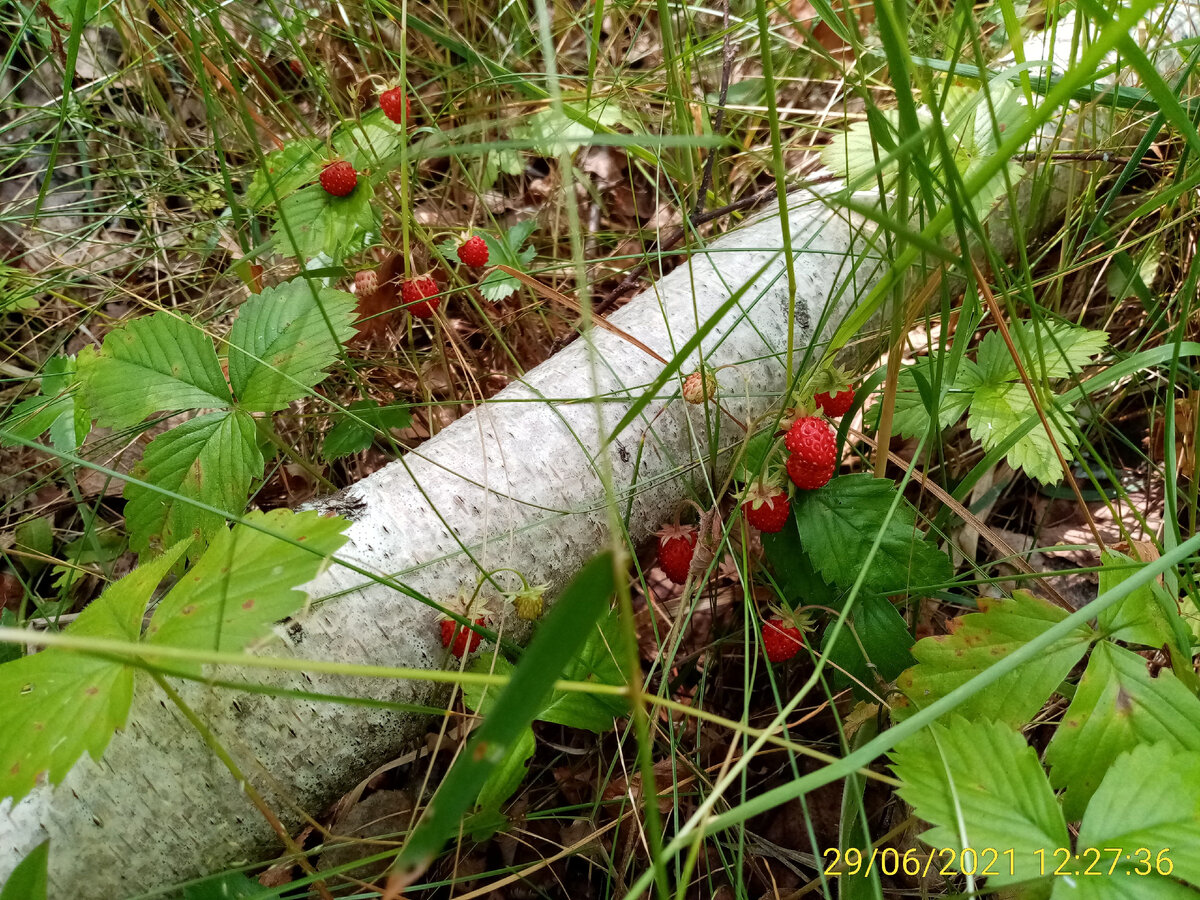 Как просто собрать лесную землянику: полезные советы для дачников