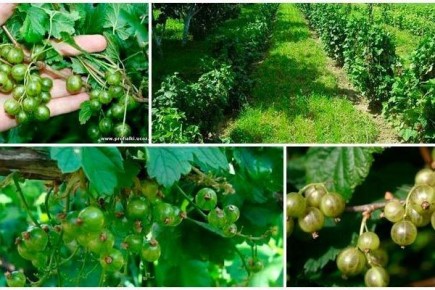 ��������� "���������� ��������": ����������� � ������� ��������� �����������