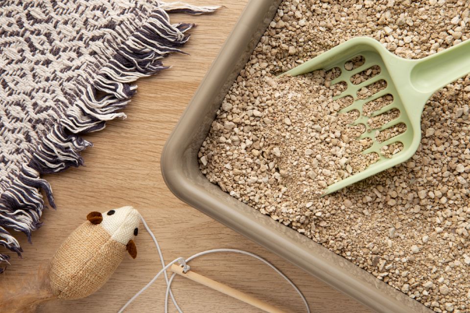 ��� ��������� ��� ������: ���� �� ������� � ������� ������