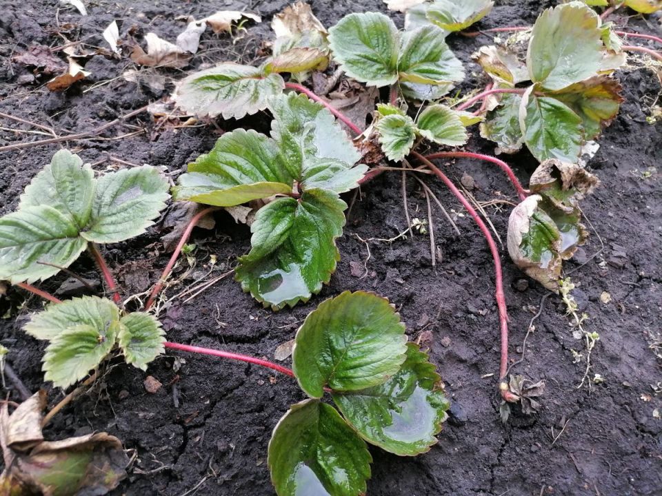 Как ухаживать за земляникой весной: практические советы