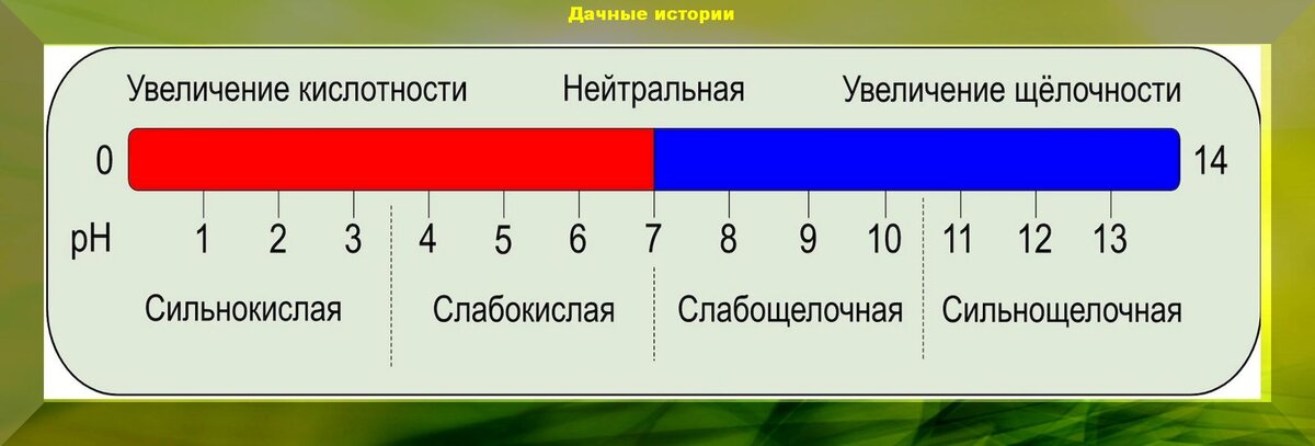 Необычный способ проверки кислотности почвы в домашних условиях