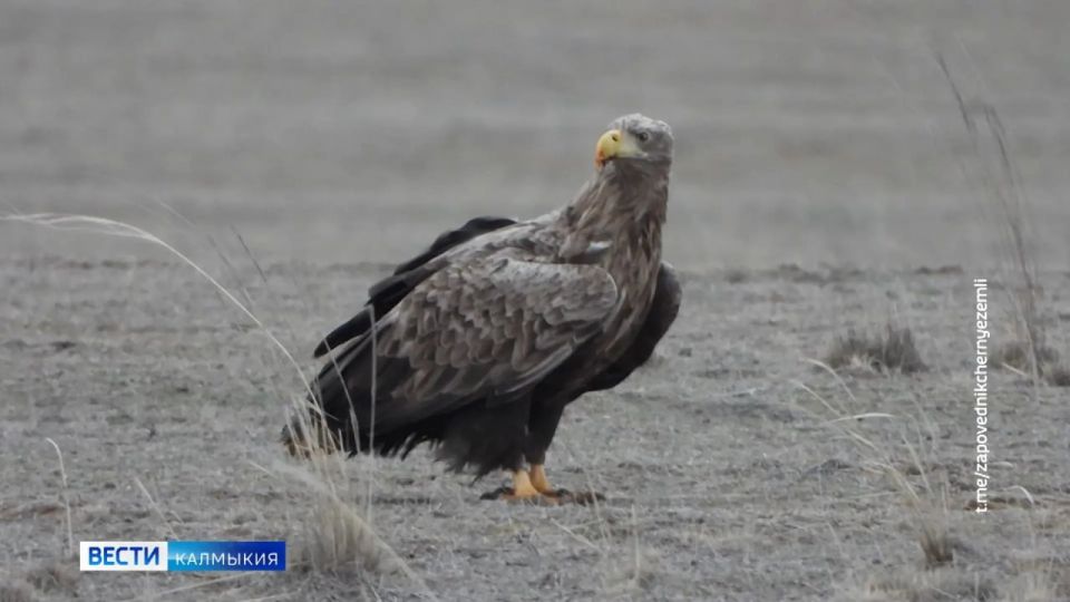 Сегодня — Международный день птиц