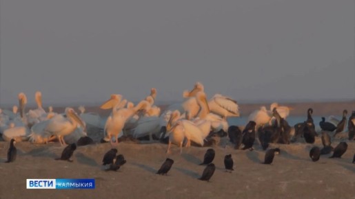 � ����������� �׸���� ����� � �������� ������������� ���������� � ������ ������� ������������� ������� ���������