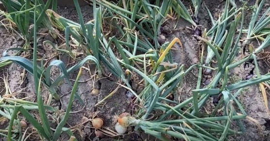 ��� � ����: ��� ����������, ����� �������� ������ ������