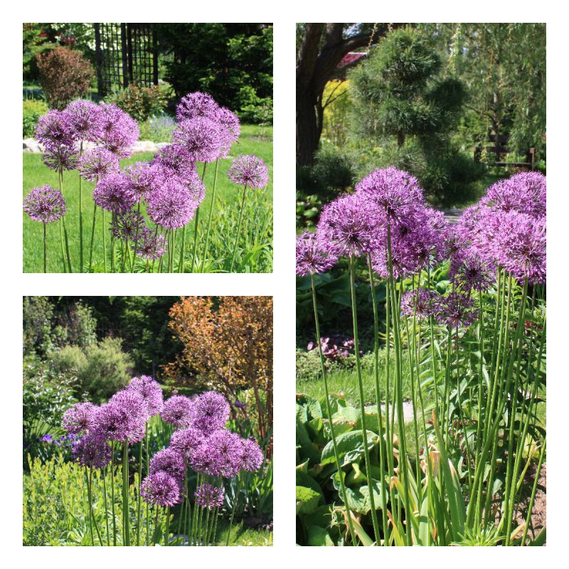 Декоративные луки: очарование цветущего сада в июне