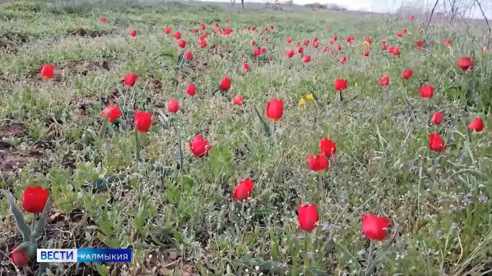 За сорванные тюльпаны в Калмыкии грозит штраф и уголовная ответственность