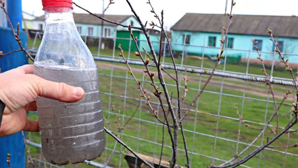 Как защитить сливу и вишню во время набухания почек: советы по обработке