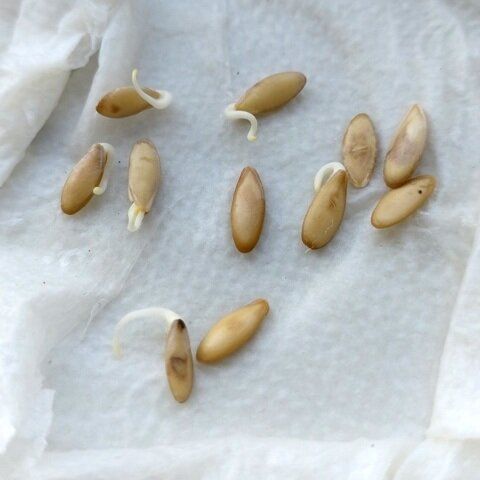 Как правильно подготовить рассаду огурцов для раннего урожая