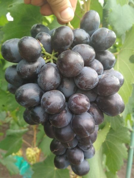 Виноград Орда: идеальные гроздья для раннего сбора
