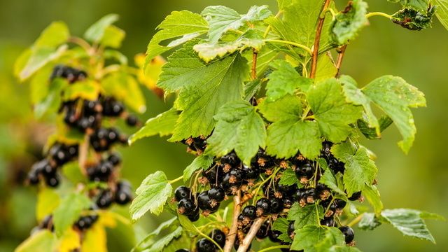 Как изменить схему ухода за черной смородиной и получить внушительный урожай