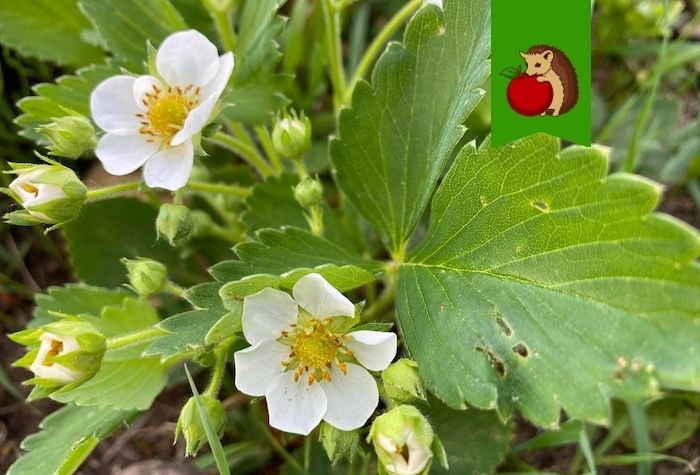 Как добиться щедрого урожая клубники: три универсальных совета