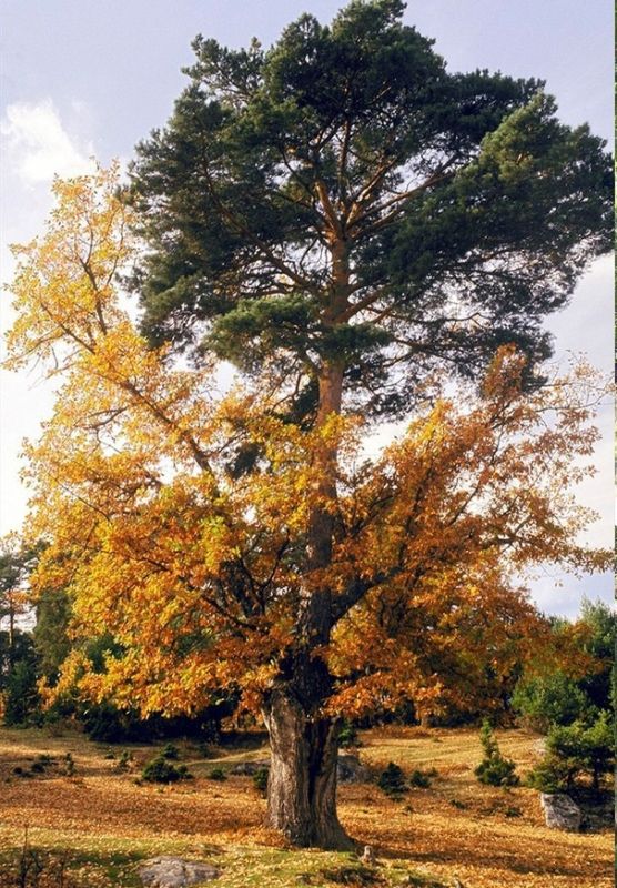 ��������� �������: ��� ����� �� ���� ������������ � ����� � �������