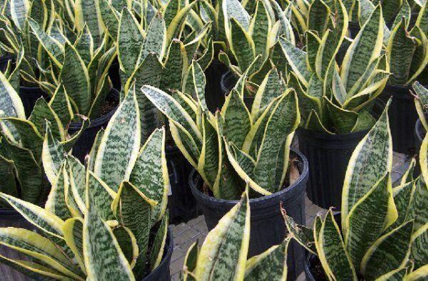 ��������� ������������� ��������: ��� �������� � ��� �� ������������