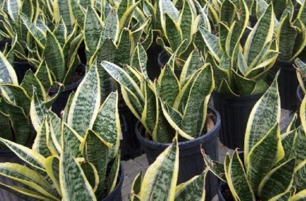 Комнатные лекарственные растения: что посадить и как их использовать