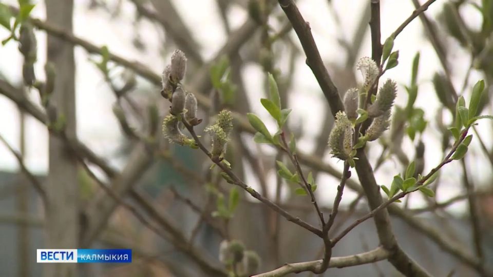 Сегодня первый день Страстной недели, его еще называют Великий понедельник
