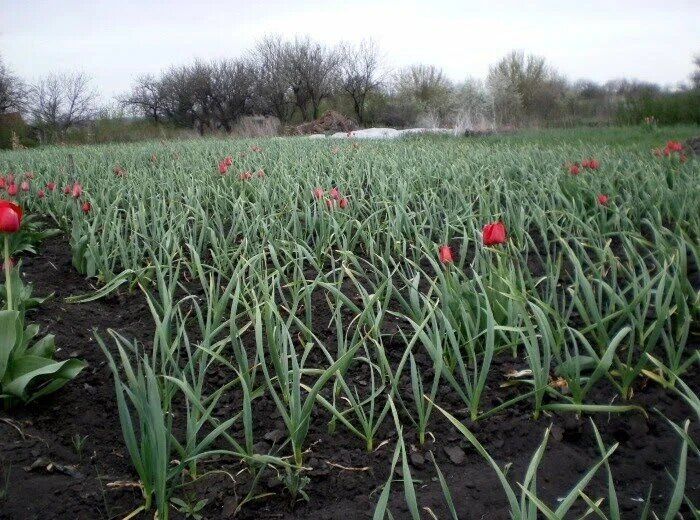 ��� ������� ��������� ������ ��� �������: ���� � �����