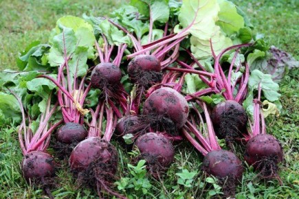 Популярность свёклы Мулатка среди огородников