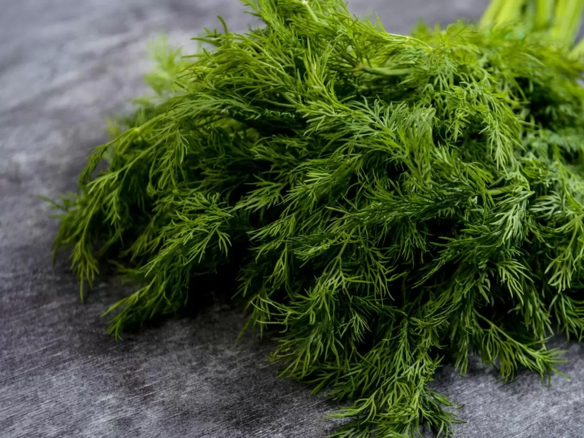 Как древесная зола способна преобразить укроп и усилить его аромат