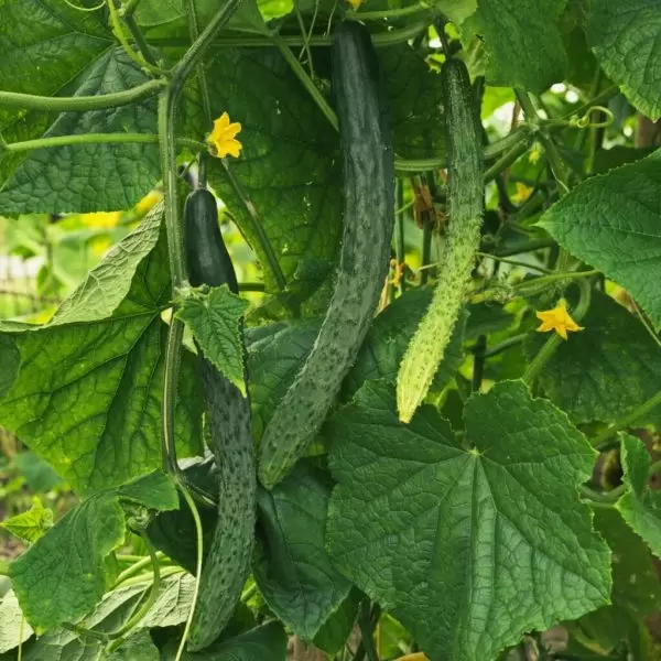 Огурец Фен Шуй: идеальный гибрид для смелых агрономов