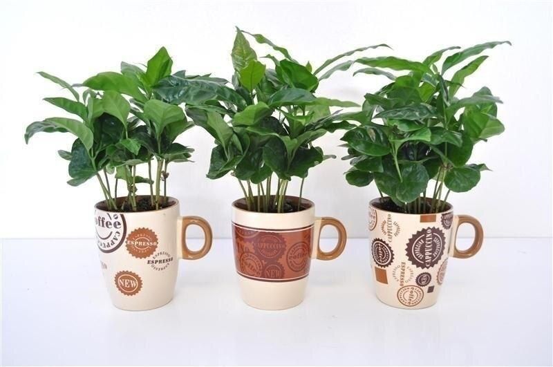 Кофейное дерево: как вырастить зеленое чудо у себя дома