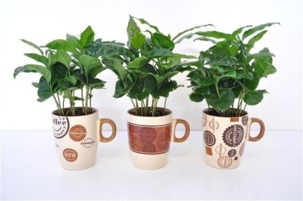 Кофейное дерево: как вырастить зеленое чудо у себя дома