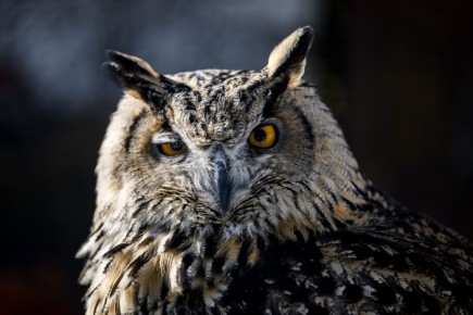 �������� ��������� ������������� �� ���� ������