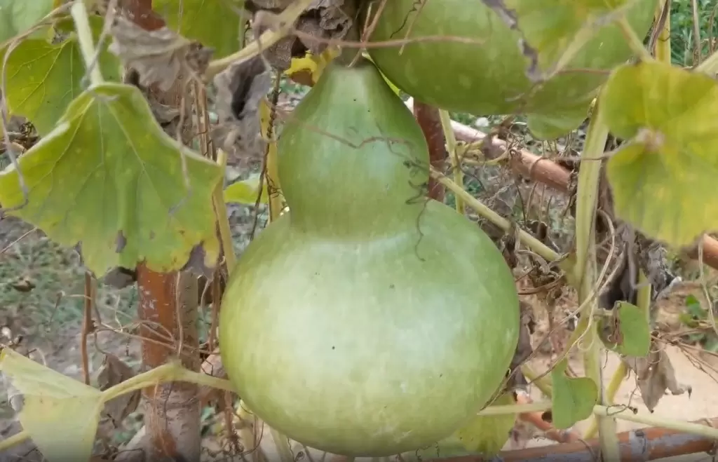 Лагенария: декоративная тыква, которая украсит ваш сад