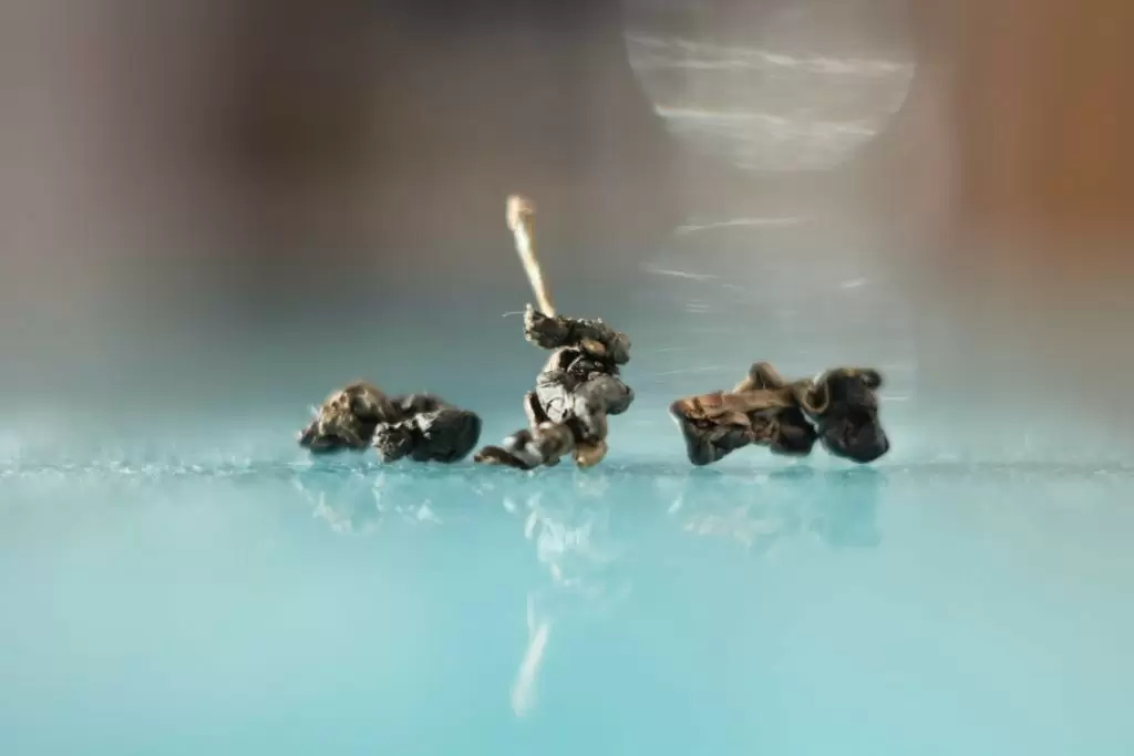 Технологии производства улунов: как передаются секреты мастерства