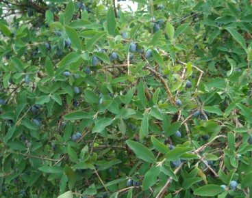 ������� ������� ������� ���������