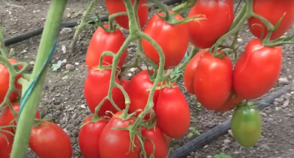 Томат Запуняка: идеальный выбор для огородников, ценящих простоту и урожайность