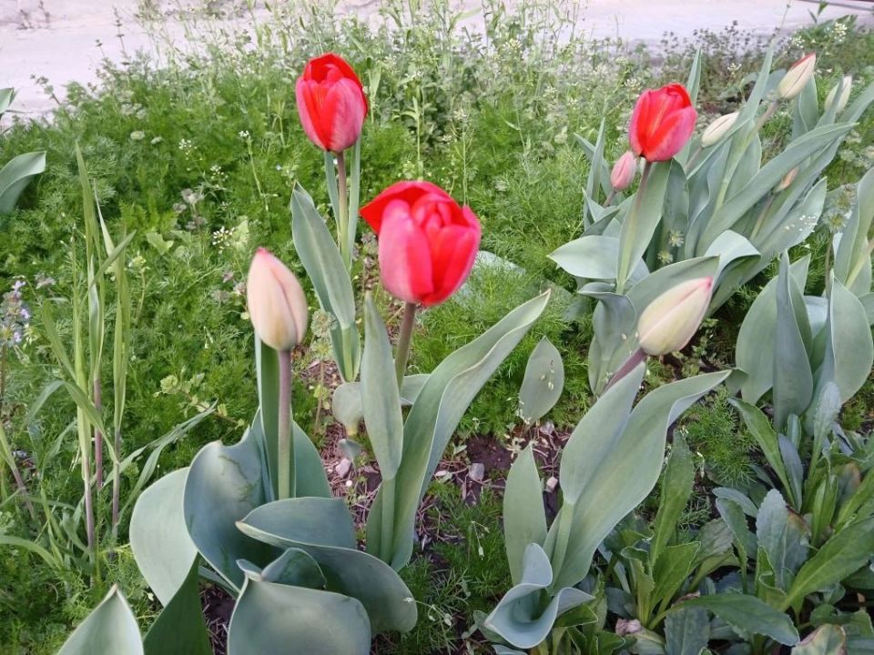 Доброе утро!. Сегодня 9 апреля, четверг, мы представляем вам погоду на этот день