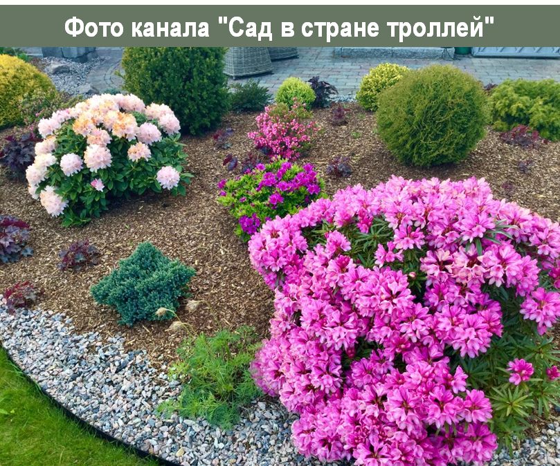 Открытия для садоводов: новый канал о рододендронах в Норвегии