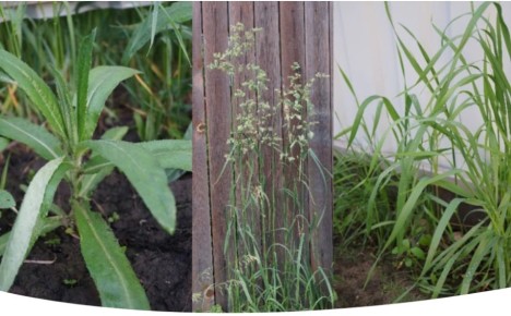 Как победить пырей и осот: не бойтесь сорняков