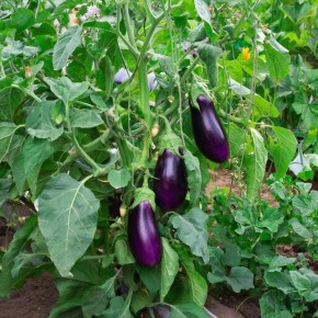 Как добиться богатого урожая баклажанов: секреты успешного кормления