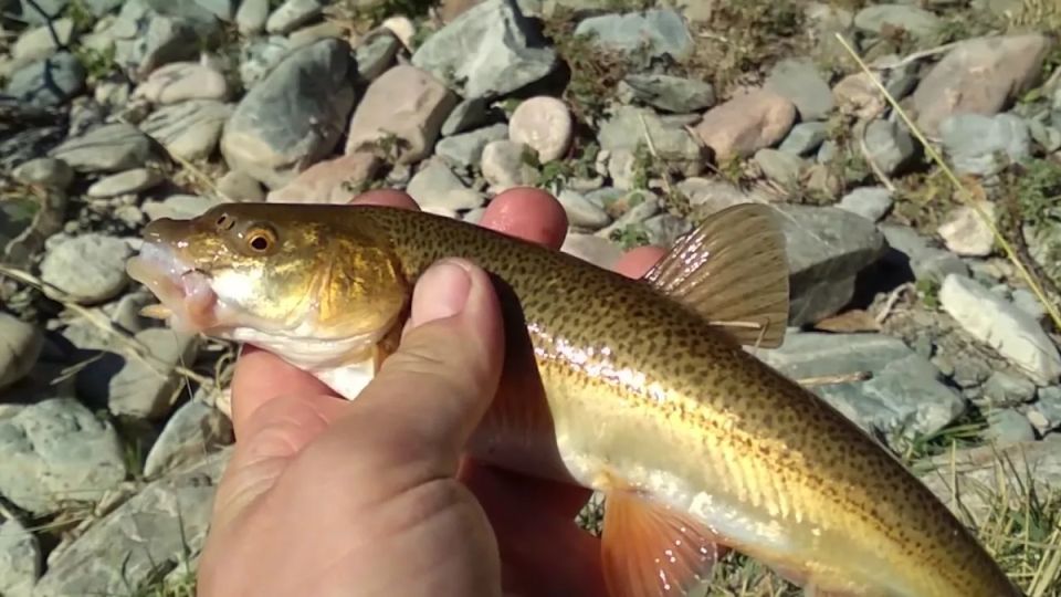 ������� ����: ����� ���� ����� �������� �� ��������� �������