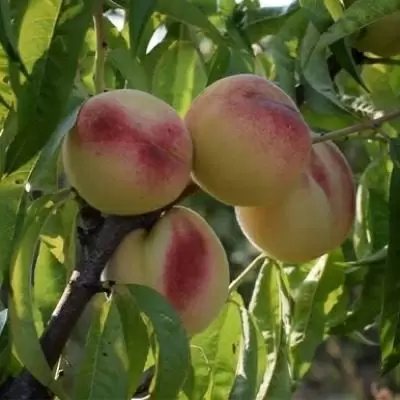 Персик Алибланка: идеальный выбор для сладкого наслаждения в вашем саду