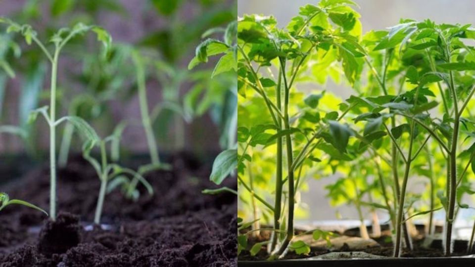 ����������� �������� ������� �������: �������� ��������� �������