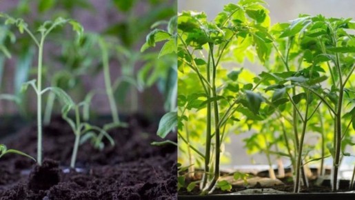 Выращивание здоровой рассады томатов: откройте сибирские секреты