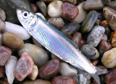 ������: ��������� ���� � �������� ��������� ��� ����������