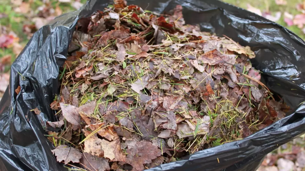 Листья осени превращают в чернозем: простая технология, проверенная временем